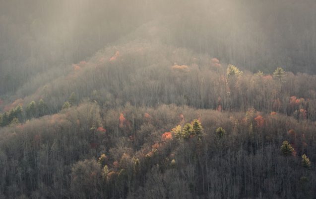 Reds stand out against backlit greens in the very early spring season on this mountainside near the Big Creek area of the park. Canon EOS 5DMkIII + Canon EF 70-200mm f/2.8 L IS II USM +2X III at 250mm, f/22, 1/20s, ISO400. Provided by Michele Sons